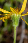 Common Leopardbane